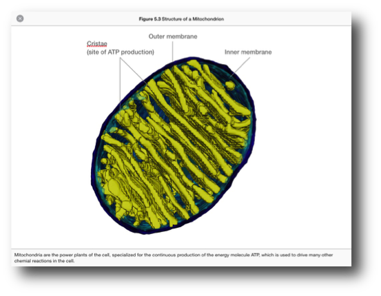 Mitochondria (cell powerhouses)