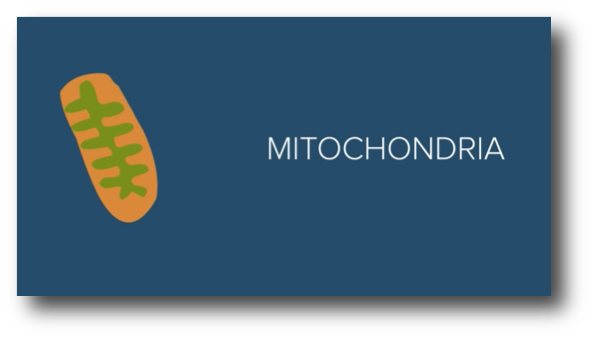 Click for Mitochondria video