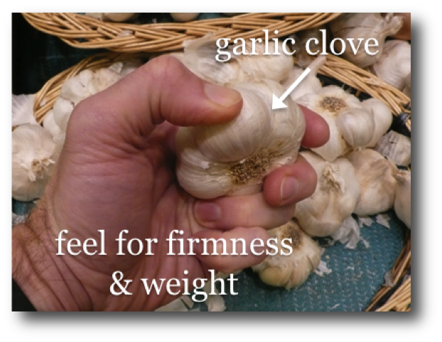 Choosing Fresh Garlic