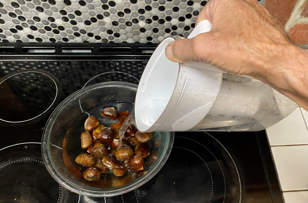 Soaking freshly crosscut chestnuts in water before roasting.