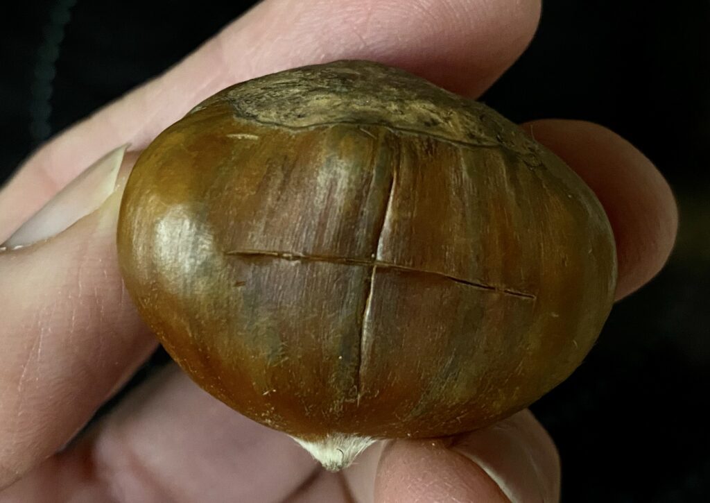 Chestnut with crosscuts in the shell to prevent the chestnut from exploding under high roasting heat.